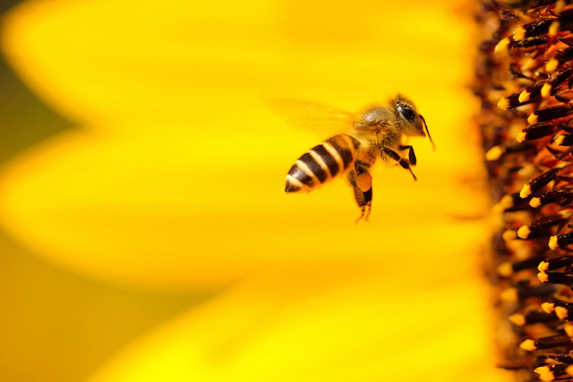 Biodiversity: What is it, how are we losing so much of it, and why does it matter?
