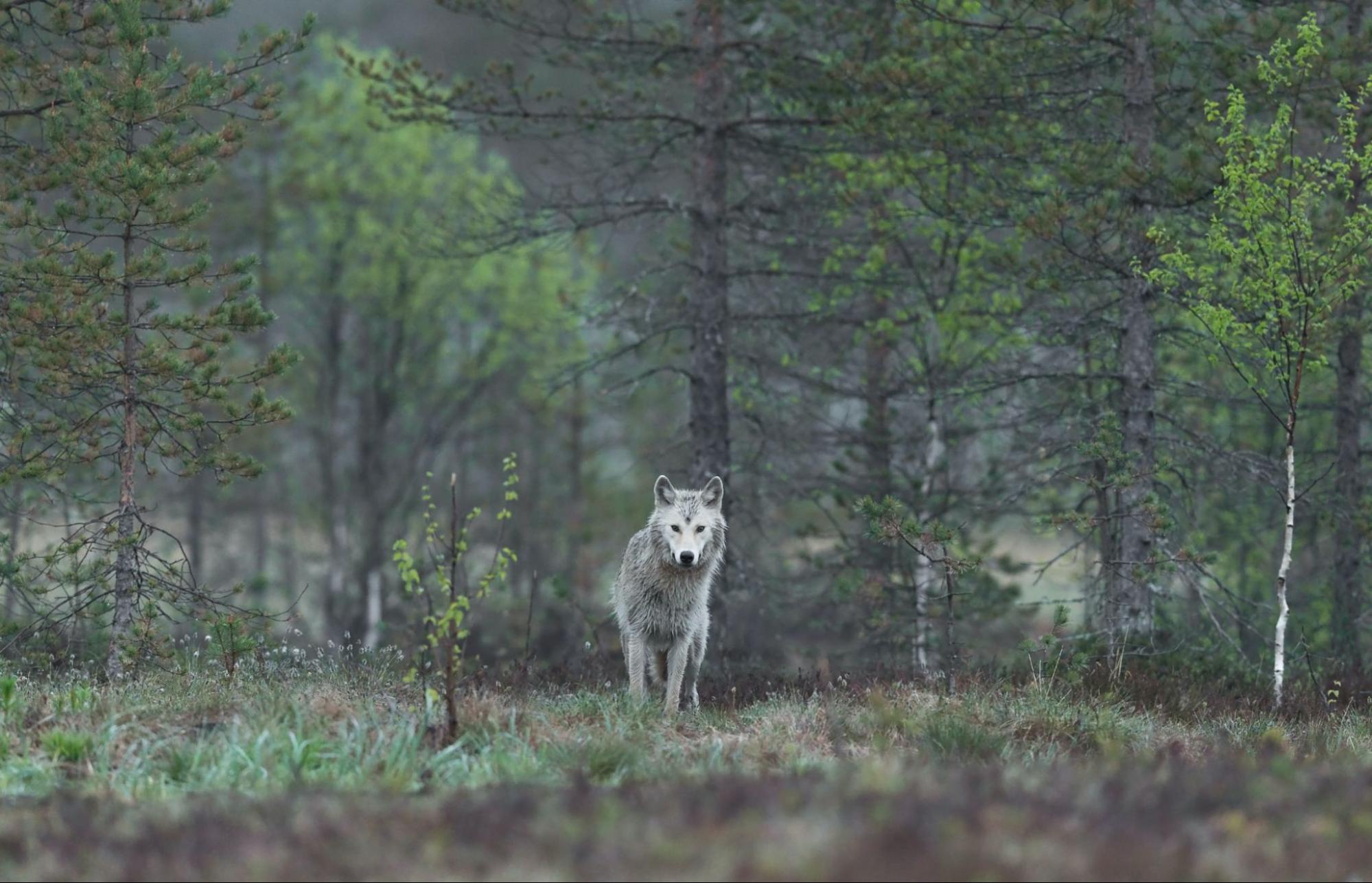 Let's Get Wild - Rewilding to Save the Planet